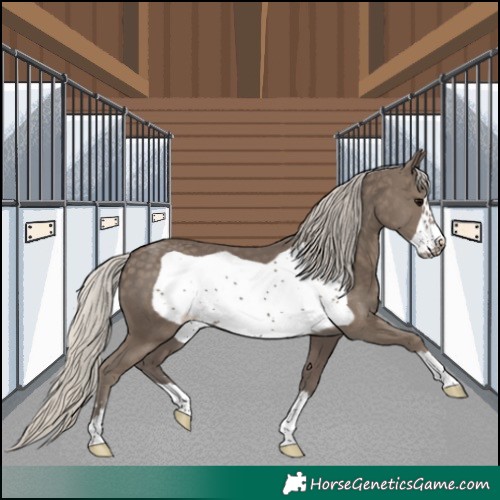 Horse Color:Silver Smoky Black Frame 