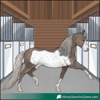 Horse Color:Silver Smoky Black Frame 