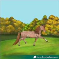 Horse Color:Red Roan Tobiano 
