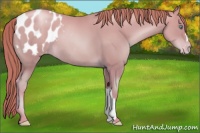 Horse Color:Sable Champagne Pearl Appaloosa 