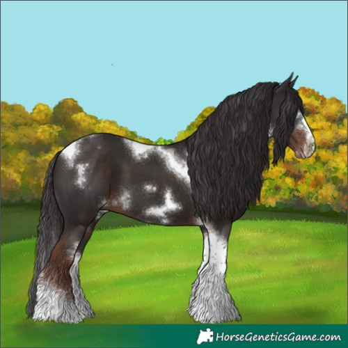 Horse Color:White Spotted Liver Chestnut Splash Tobiano Frame 