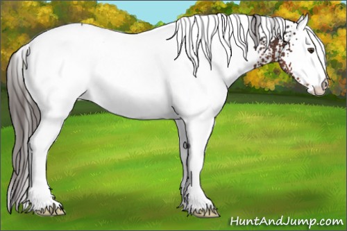 Horse Color:White Spotted Liver Chestnut 