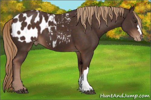 Horse Color:Liver Chestnut Appaloosa 