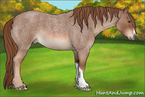 Horse Color:Red Roan 