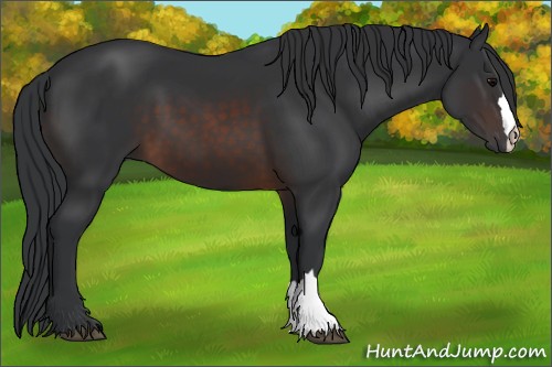 Horse Color:Brown 