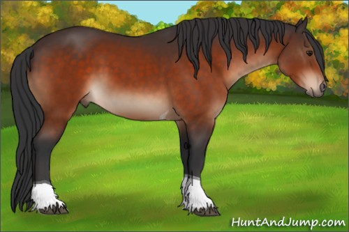 Horse Color:Brown Tobiano 