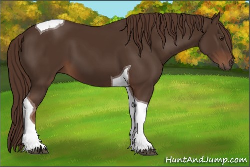 Horse Color:Liver Chestnut Tobiano 