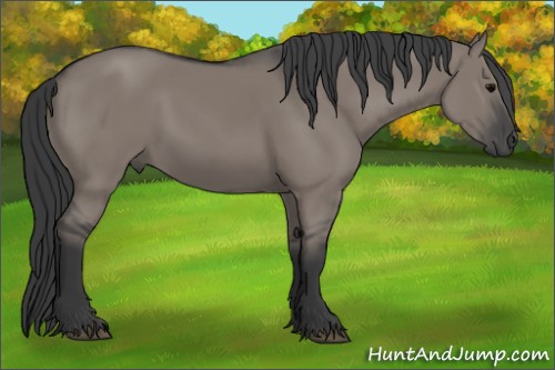 Horse Color:Grullo 