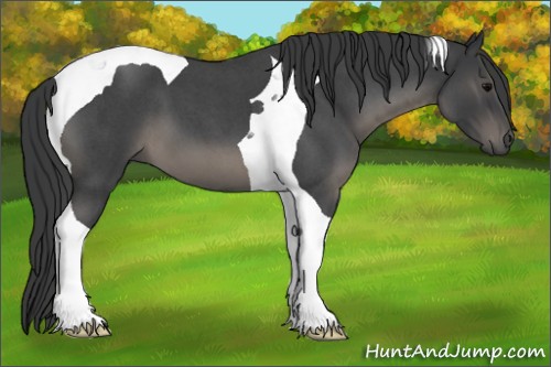 Horse Color:Blue Roan Tobiano 