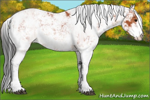 Horse Color:Bay Sabino 
