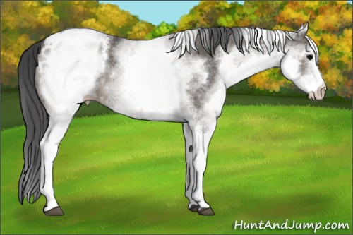 Horse Color:White Spotted Grullo Appaloosa 