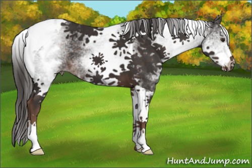 Horse Color:White Spotted Liver Chestnut Tobiano 