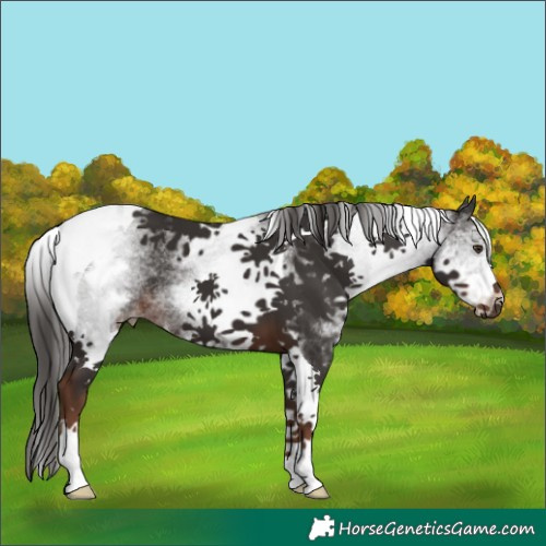 Horse Color:White Spotted Liver Chestnut Tobiano 
