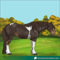 Horse Color:Liver Chestnut Tobiano