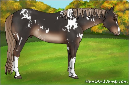 Horse Color:White Spotted Liver Chestnut 