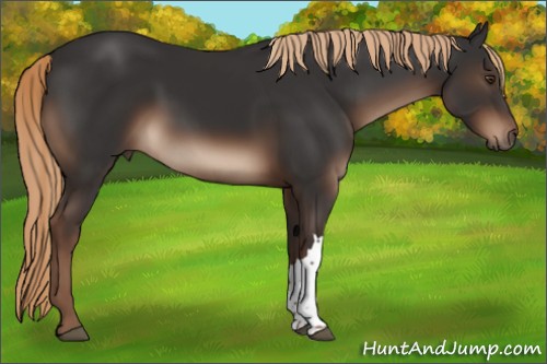 Horse Color:Liver Chestnut 