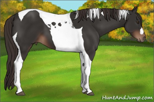 Horse Color:Liver Chestnut Tobiano 