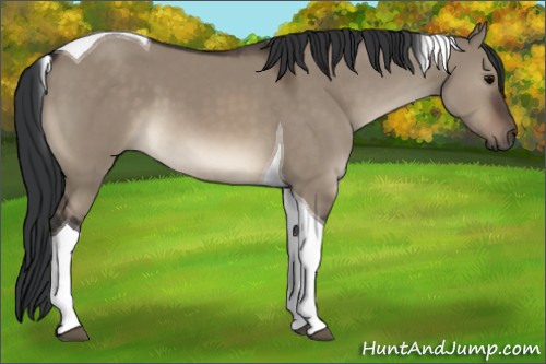Horse Color:Brown Dun Tobiano 