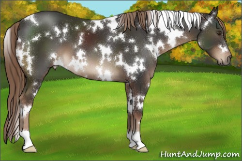 Horse Color:White Spotted Liver Chestnut 