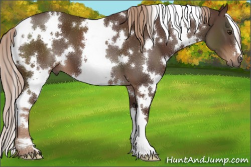 Horse Color:White Spotted Liver Chestnut 