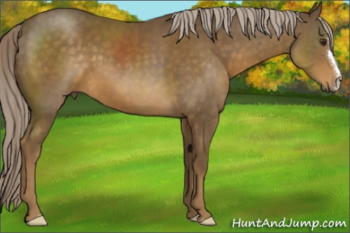 Horse Color:Chocolate Palomino 