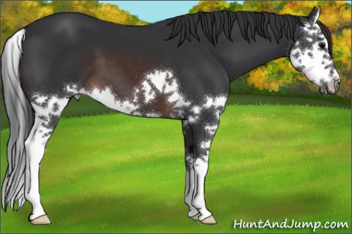 Horse Color:Brown Splash 