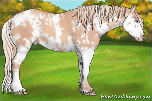 Horse Color:White Spotted Gold Champagne Splash 