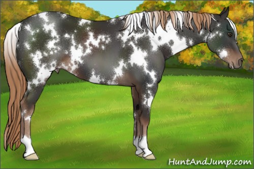 Horse Color:White Spotted Liver Chestnut 