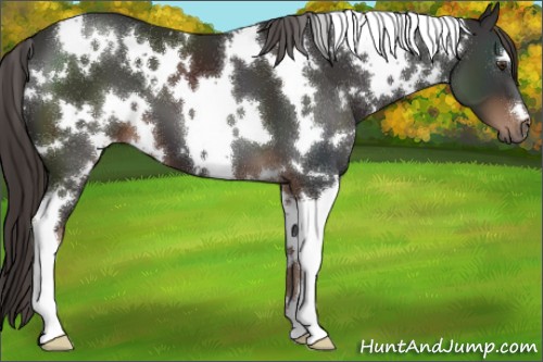 Horse Color:White Spotted Liver Chestnut 