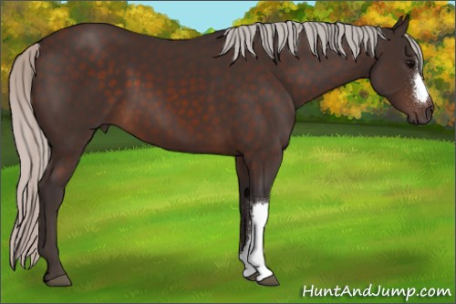 Horse Color:Silver Brown 