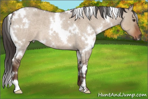 Horse Color:White Spotted Liver Red Dun Roan 