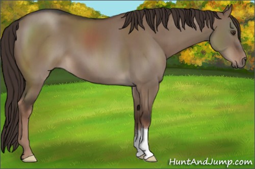 Horse Color:Liver Red Dun 