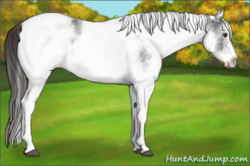 Horse Color:White Spotted Liver Chestnut 