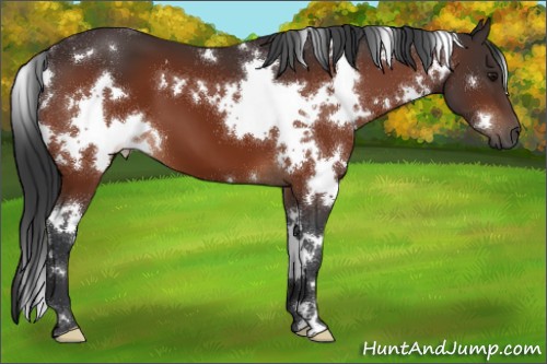 Horse Color:White Spotted Bay 
