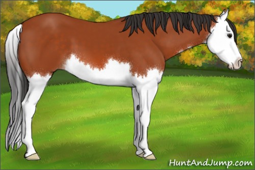 Horse Color:Bay Splash 