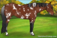 Horse Color:White Spotted Bay 