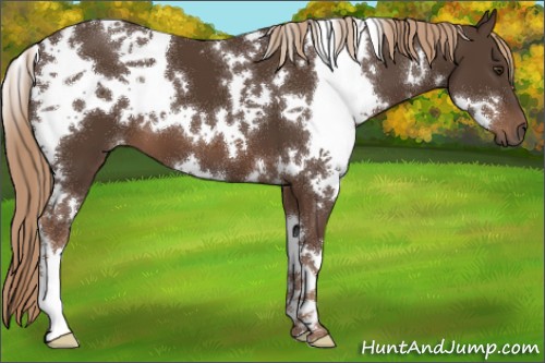 Horse Color:White Spotted Liver Chestnut 