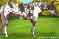 Horse Color:White Spotted Liver Chestnut 