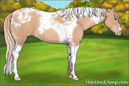 Horse Color:Gold Champagne Tobiano 