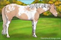 Horse Color:Gold Champagne Tobiano