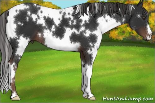 Horse Color:White Spotted Liver Chestnut 
