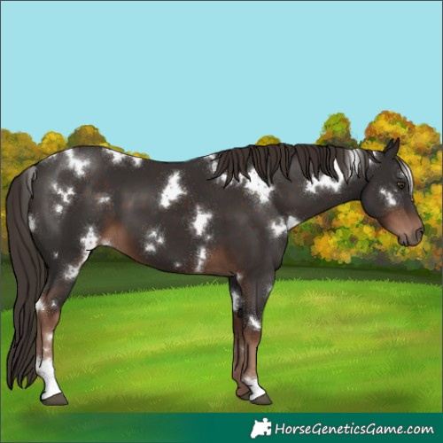 Horse Color:White Spotted Liver Chestnut 