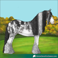 Horse Color:White Spotted Brown 