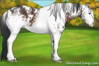 Horse Color:White Spotted Brown 