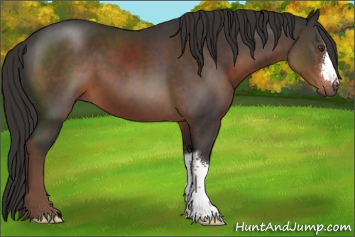 Horse Color:Liver Chestnut 