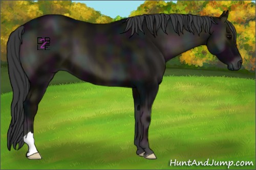 Horse Color:Midnight Blue Onyx