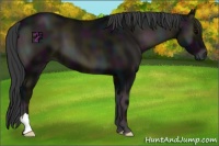 Horse Color:Midnight Blue Onyx