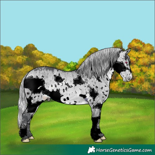 Horse Color:White Spotted Silver Brown Chinchilla Dun Splash Rabicano Brindle 