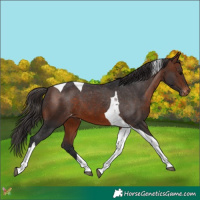 Horse Color:Bay Tobiano Varnish 