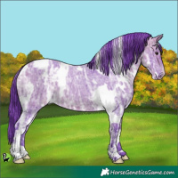 Horse Color:Watercolor White Spotted Bay Ice Roan Appaloosa 